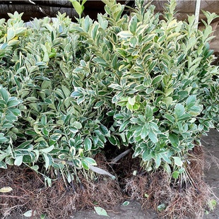Golden-Edged Boxwood Seedlings, Evergreen Holly Fence Plants, Easy to Maintain, Evergreen and Cold-Resistant Greening Seedlings, Jade-Edged Boxwood