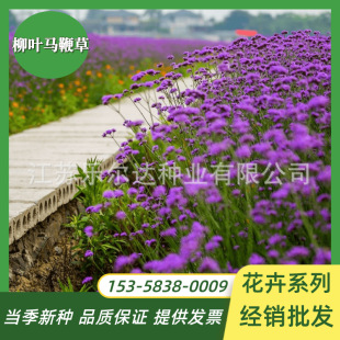 Willow Verbena Seeds Verbena Rural Tourism Perennial Fine-Leafed Four-Season Flower Viewing Seeds