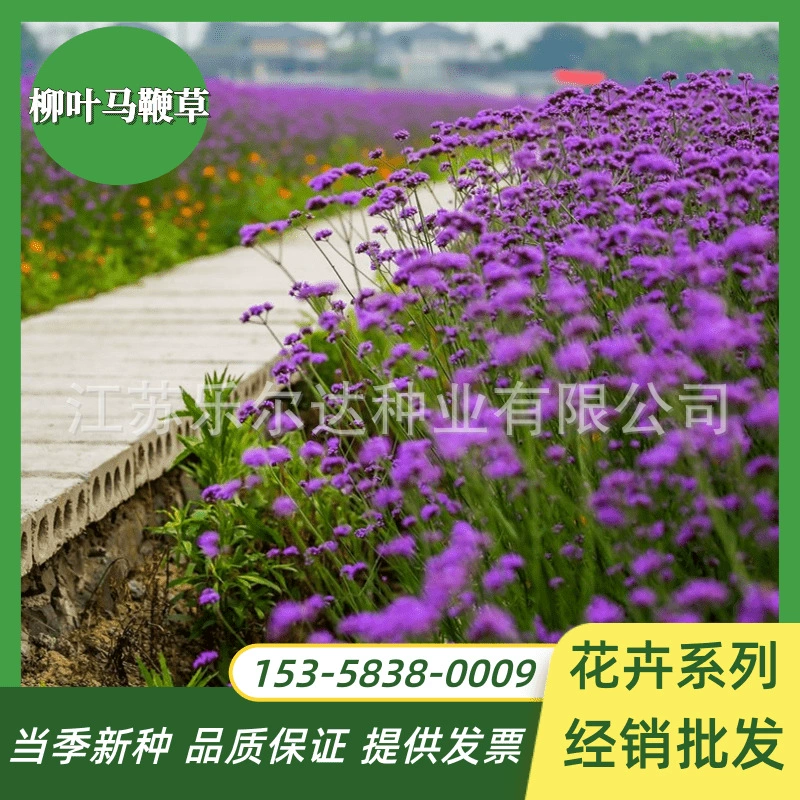 Ива Вербена Семена Вербена Сельский Туризм Многолетние корни Тонкие листья Четыре сезонных образца цветов Семена