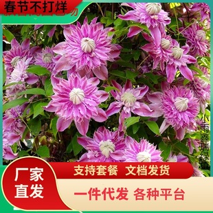 �sɪ���F��ɏ���������̨���ٴ�������ֲ���ɫ���ذ�༾�_��