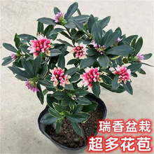 金边瑞香大苗盆栽浓香型带花苞室内外老桩观花植物耐寒四季开花卉