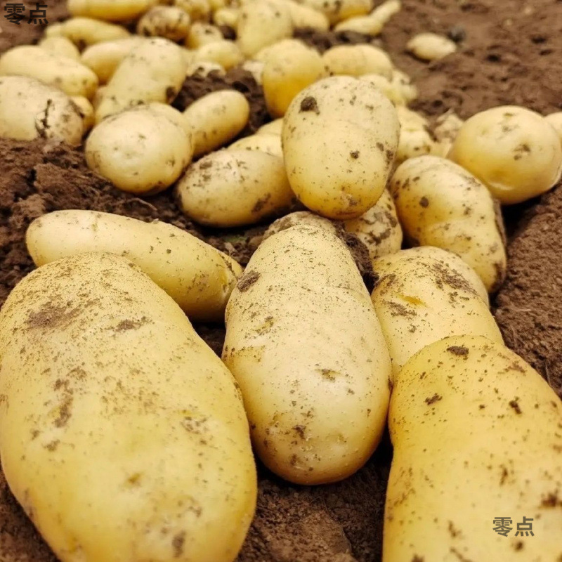 黄皮ジャガイモ、新鮮な掘り出しジャガイモ、季節の野菜、本格的な全箱卸売粉もちジャガイモ、アマゾン|undefined