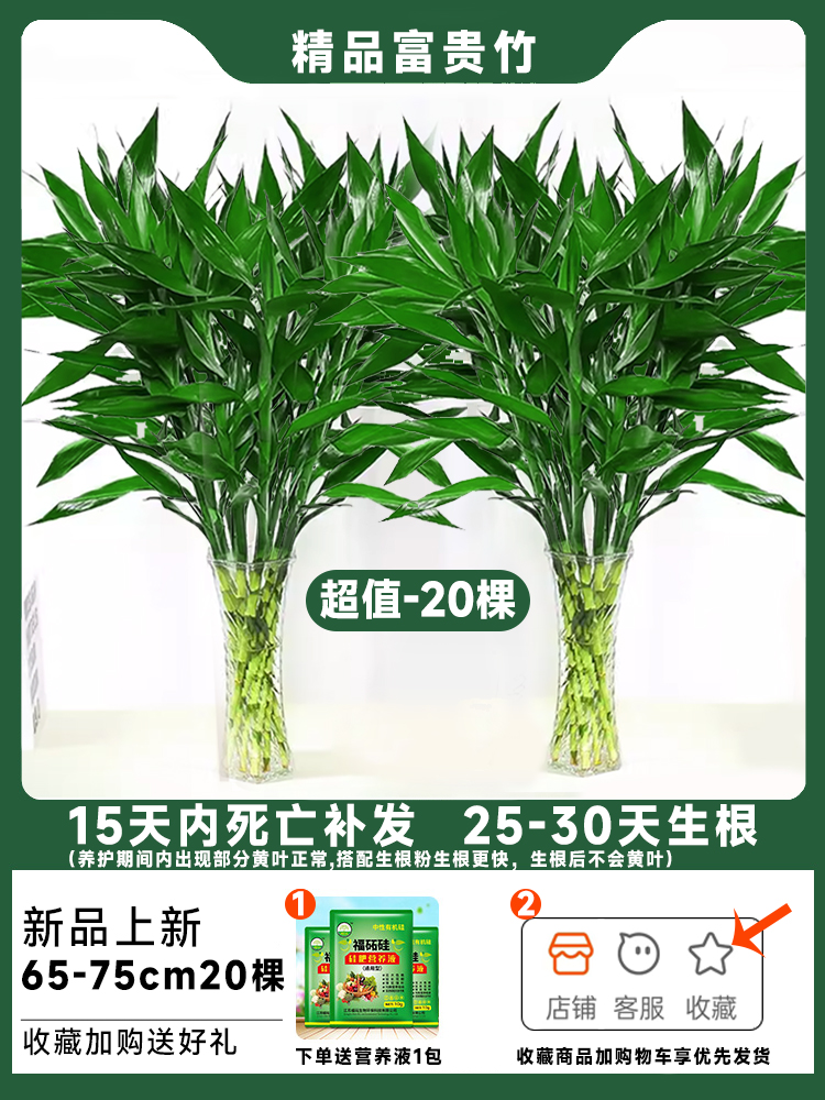 [20그루의 훌륭한 가치] Lucky Bamboo 65- 75cm 10개 구매시 10그루 무료, 영양액 무료