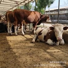 肉牛养殖场养殖 育肥一头西门塔尔牛一年的纯利润是多少 牛犊