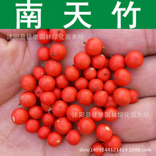 南天竹种子 南天竺红杷子 红天竹种子 红枸子 红天竺种子 1件=1斤