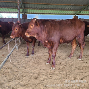 ��ţ�� ��ľٝţ�r�����ţ�����l ��ţ�����Sţ�Bֳ���gӭ����