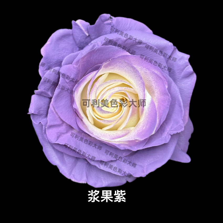 (Colimay) Morado Baya