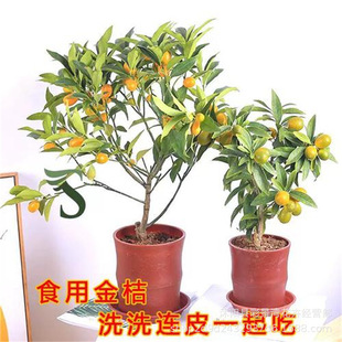 Crispy Kumquat with Fruit Shipped Potted Saplings Four-Season Fruit Tree Edible Orange Seedlings Crispy Kumquat Indoor Evergreen