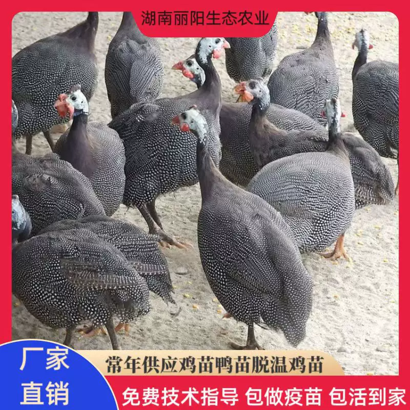 场地直卖珍珠鸡苗小鸡活体另有青脚土鸡山地放养易活好养出壳鸡仔