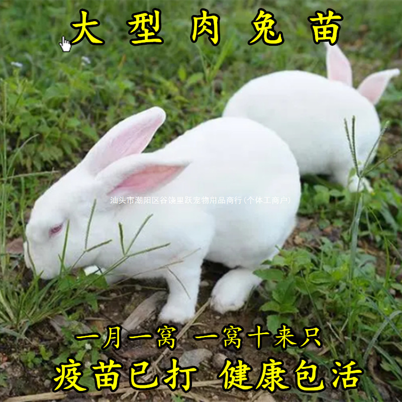 兔子活物公母一对肉兔活体巨型家兔活苗幼崽活兔子苗月月兔小跃宠