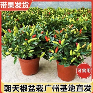 ���콷���Ԏ�����ʳ���������С�׽������̨�ļ��_���Y���Gֲ��