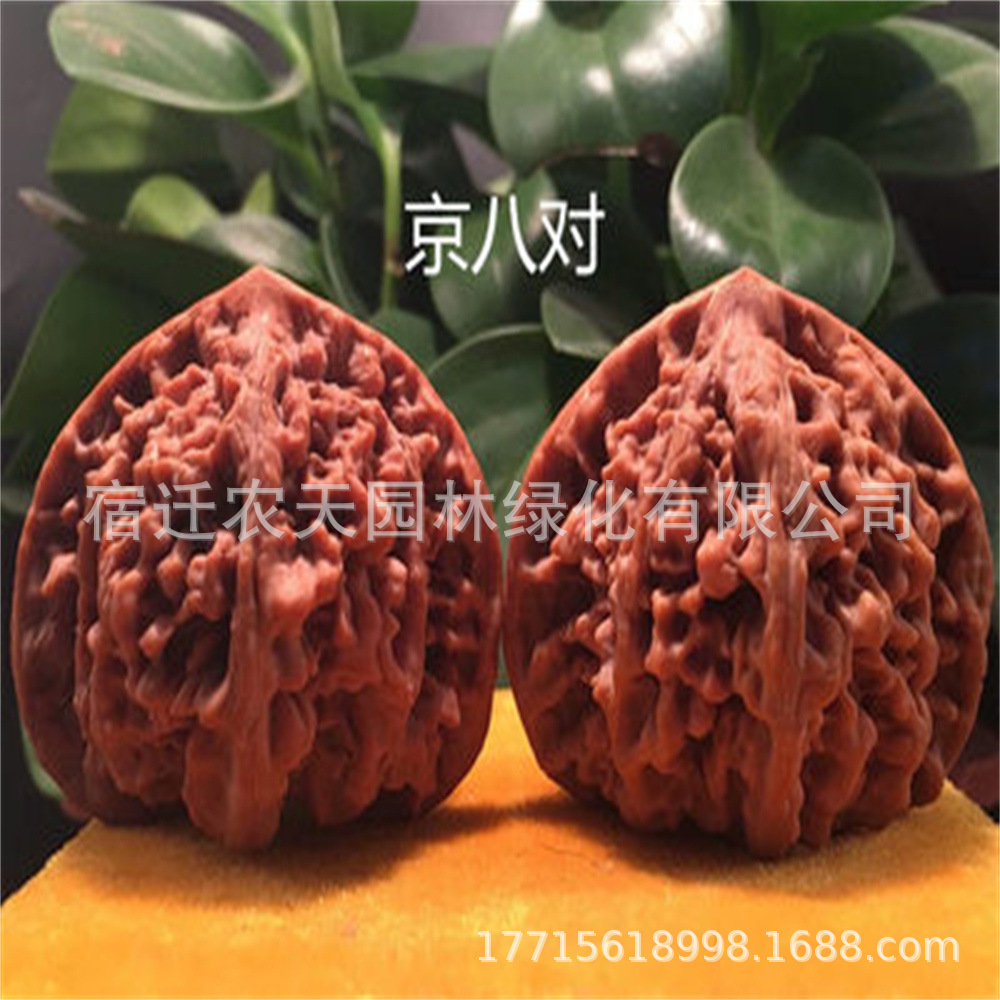 鸡心文玩麻核桃树苗 蛤蟆头 四座楼 核桃苗 当年结果南北方种植