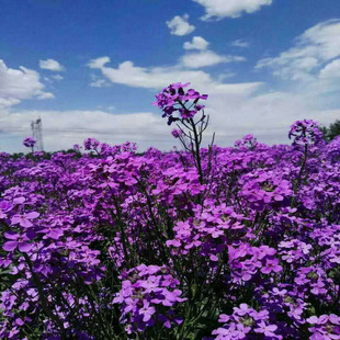 �{���N���m���W���㻨��N���ͺ��׷N����ͥԺ�ͺ����C�lѿ��