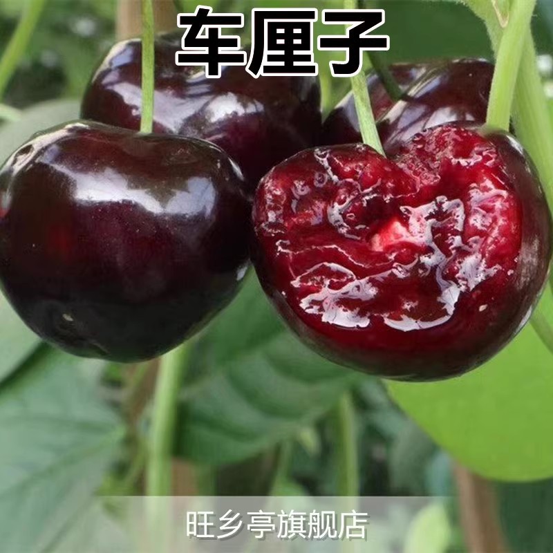 핫아이템 : 체리(5년생 모종은 같은 해에 열매를 맺는다) 죽은 모종은 보상해드립니다!