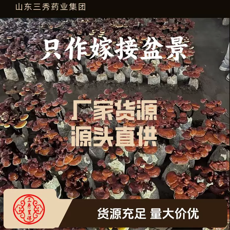 山东三秀呈祥灵芝盆景摆件冠县灵芝源头直供厂家直销（不包盆）
