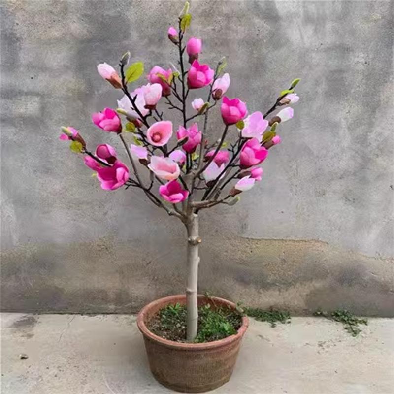 矮化嫁接玉兰苗盆栽紫玉兰树苗带花苞发货南北方均可种植耐寒植物