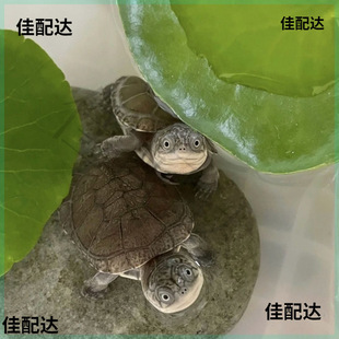 ���ǂ��i���ӝɂ��i�����ܾ����굶����A�W�^�����˵��˹��Bֳ��