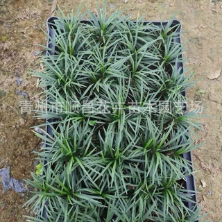 矮麦冬玉龙草方盘苗 庭院景区造景绿化工程四季常青耐寒细叶麦冬
