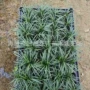 耐寒庭院工程景区方盘