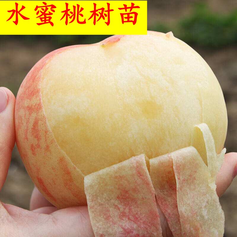 Authentic Peach Seedlings from Fenghua, Wuxi Yangshan, Large Grafted Peach Trees for Planting in the Ground or in Pots, Bearing Fruit in the Same Year