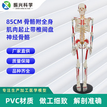 85CM��ȫ��������ֹ��׵�����񾭹��� �������ģ��