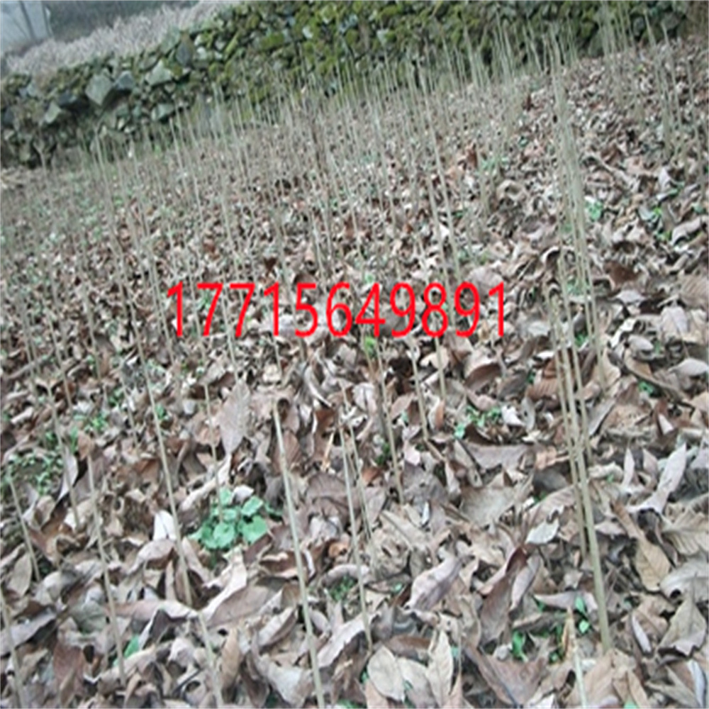 TB2BmqFleuSBuNjSsplXXbe8pXa_!!