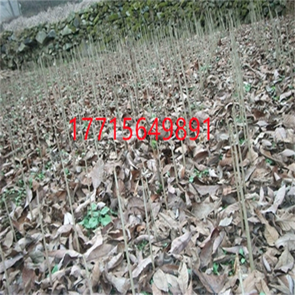 Дерево каштан декоративный пейзаж саженец деревьев Озеленение Беседка проект сафлор семилистная дорога пейзаж дерево каштановый Саженец