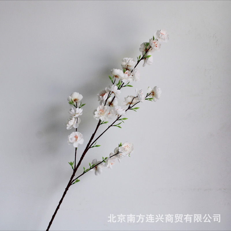 화이트