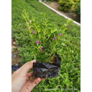 The Base Supplies Greenery Seedlings, Baby's Breath Cup Seedlings, Cigar Flower Seedlings, 20cm Tall Ground Cover Baby's Breath Red Flowers