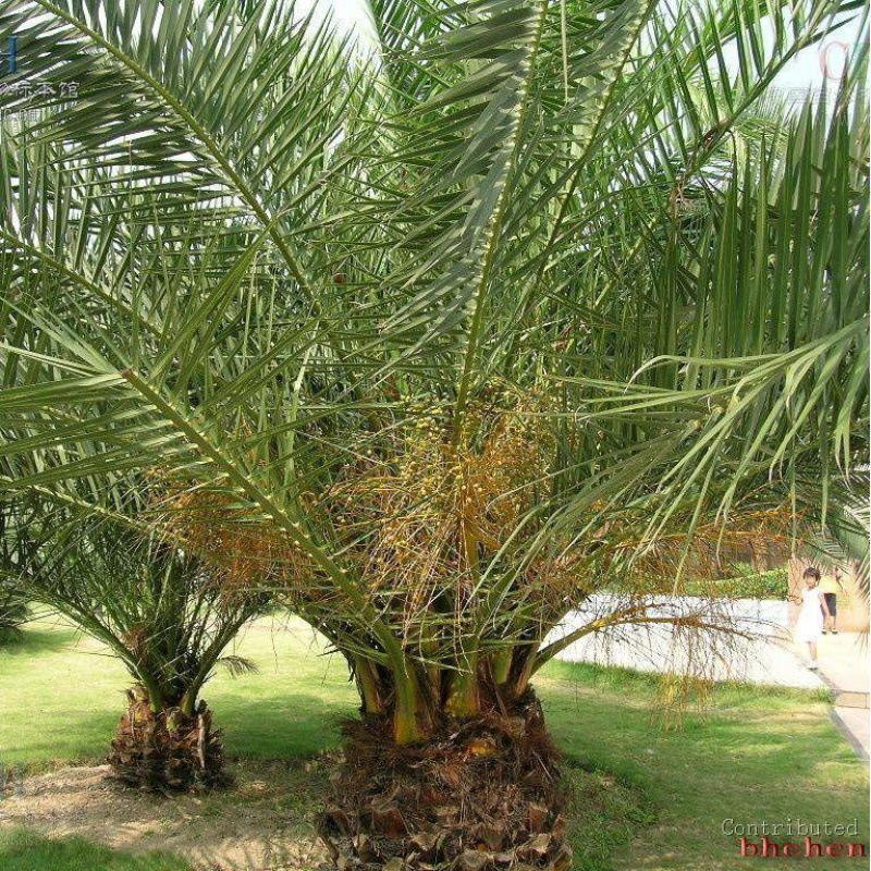 加拿利海枣种子 长叶刺葵槟榔竹加拿利刺葵 银海枣 中东海枣种子