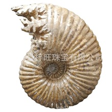 天然海螺化石羊角螺玉化螺海洋生物化石风水摆件水晶奇石