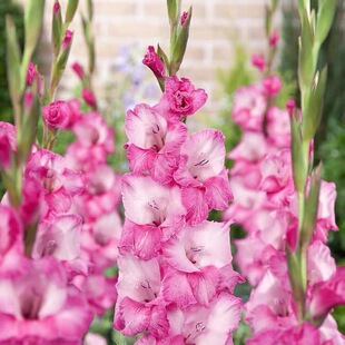 ���m�����ѻ��N�����Ի���������ͺ��ļ��׻��׷N��ѿ���ܷN��