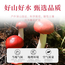 红菇云南干货散装新货批发 红蘑菇大货菌汤包优质原料蘑菇批发