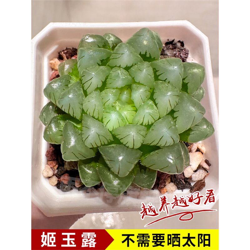 지유루 4cm [원래 화분에 담아 배송]