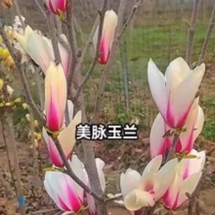 ͥԺ�e�����m�����������ϼt���S���m�ɼt�ͺ��ļ����ܾ��^��ֲ��