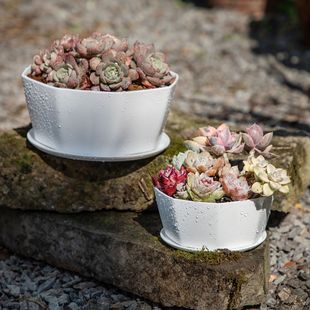 Fleshy Pots Creative Plastic Resin Plant Fleshy Flower Pots Thickened Nordic Simple Large Diameter Large Clearance