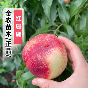 ���Ҙ����޽Ӽtɺ�����Ҙ����������������Ϸ������Nֲ�����