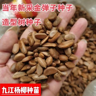 Golden Marble Seeds Newly Launched Golden Marble Seeds Thorn Persimmon Seeds Shaped Tree Golden Marbles