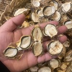 四川万源产竹荪蛋干货切片竹荪蛋片煲汤火锅无硫天然食品高山特产