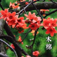 ľ�޻�����ľ�޻�Ӣ�ۘ����Ե���ͥԺ�e����·�G��ľ�޻���N��