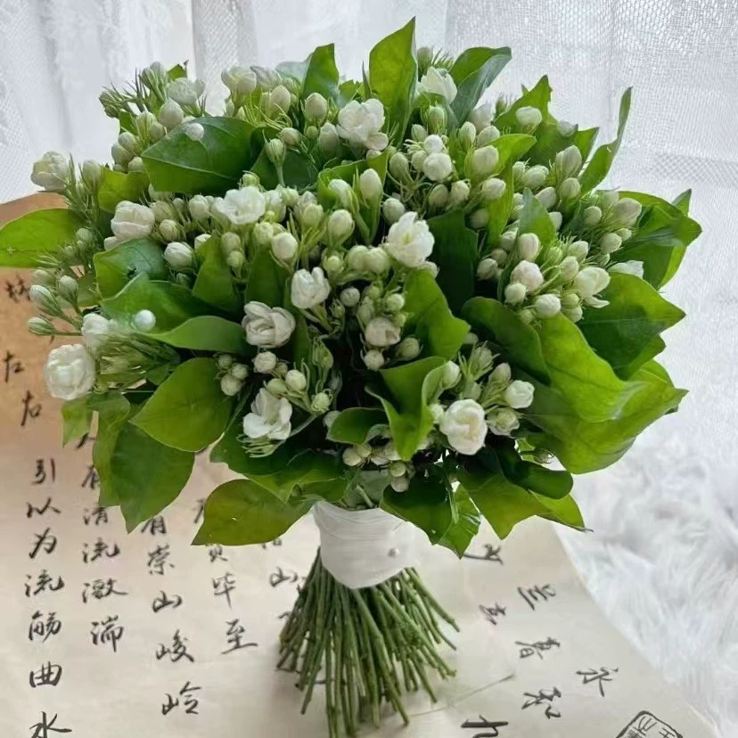 Цветы жасмина напрямую из Юньнани оптом, свежие цветы с базы в Куньмине, свежие с бутонами, гидропонная ваза, настоящий букет.