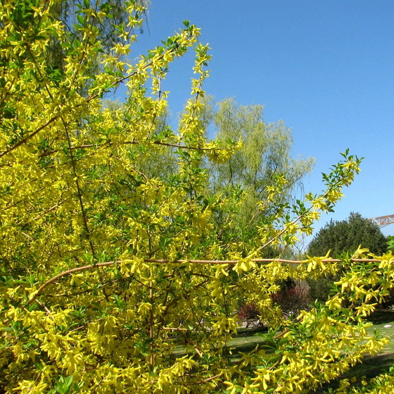 Семена форзиции суспенса, семена зимнего жасмина, цветущий аромат, легкий и яркий, полные ветви, золотисто-желтый, устойчивый к болезням, устойчивый к насекомым, засухоустойчивый, морозостойкий, семена традиционной китайской медицины