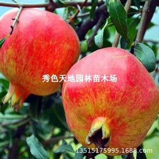 ��Ʒ�Nʯ�����Ӳ�����Gʯ�������ϱ���ͥԺ�Nֲ����Y��������