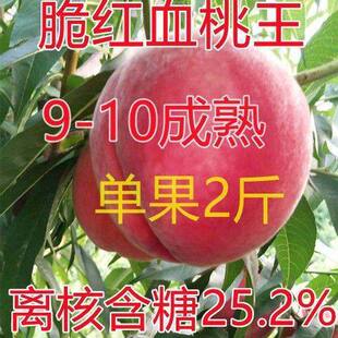 �tѪ�����Ҙ�ˮ������Ʒ�N��tѪ�Ҙ��� �ش��ϱ����Nֲ�x�˝���