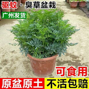 ����ܿ��������r��ʳ�ó�����ݾG����ˮ�̨ͥԺ�ļ���þGֲ��