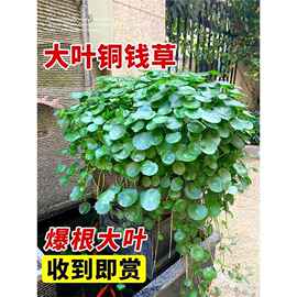 精品大叶铜钱草水培植物金钱草水养盆栽办公室内好养桌面鱼缸共生