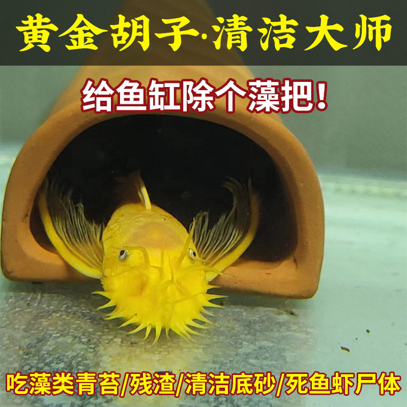 黄金胡子大帆工具鱼清缸除藻热带小型淡水鱼红蓝眼随机发货饲料