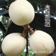 白沙枇杷苗南方种植果肉晶莹剔透嫁接枇杷树苗易活包结果当年结果