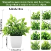 Cross Jianglong Potted
