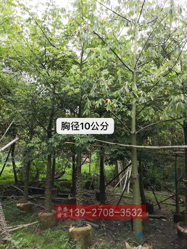 美人树苗10公分美丽异木棉广东绿化树苗美丽木棉工程苗光杆苗